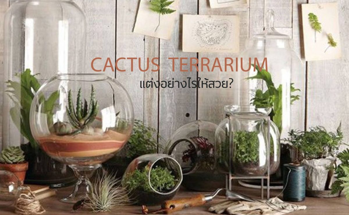 ปลูกแคคตัส cactus