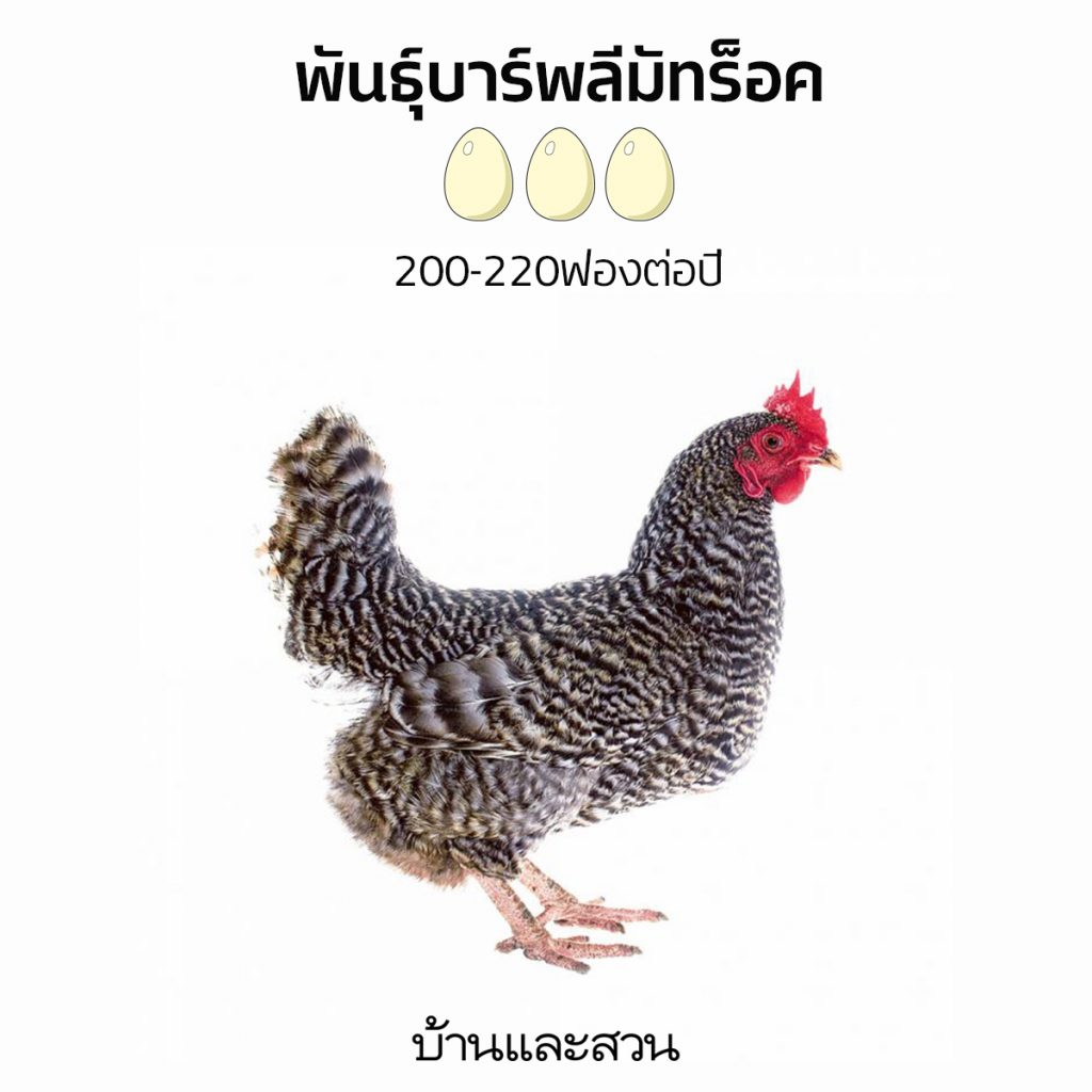 ไก่ พันธุ์ เล็ก ฮ อ ร์ น ปี