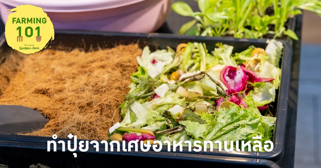 วิธีปลูกผักในกระถาง กับ ผักไทย 10 ชนิด พร้อมเทคนิคการปลูก - บ้านและสวน