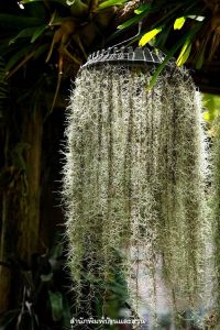 เคราฤๅษี / Spanish Moss