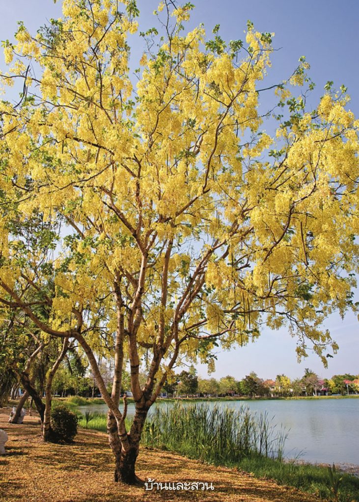 ต้น ดอก สี เหลือง ริม ถนน พากย์ไทย