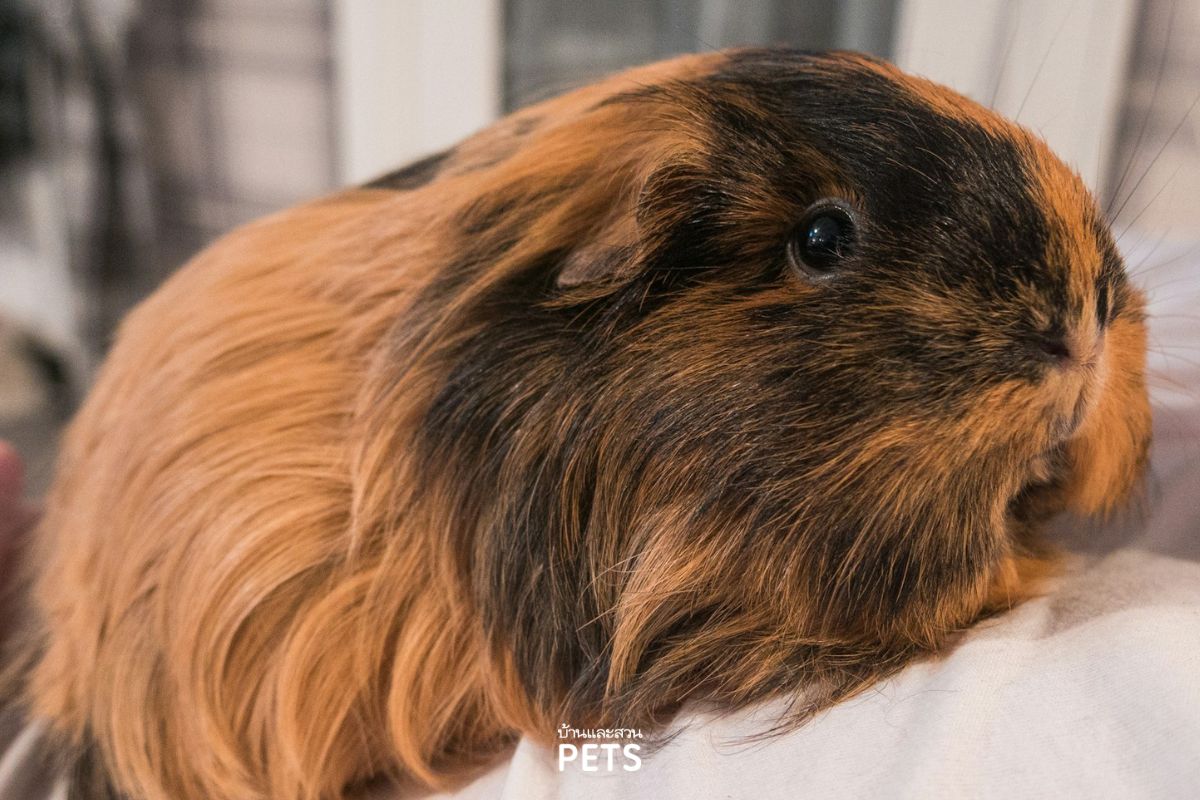 guinea pig, หนูแกสบี้, หนูตะเภา, หนูขวัญ