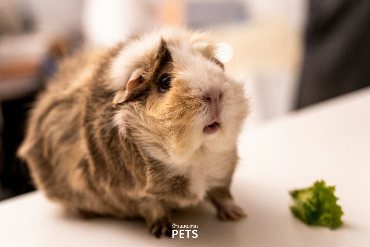 guinea pig, หนูแกสบี้, หนูตะเภา, หนูขวัญ