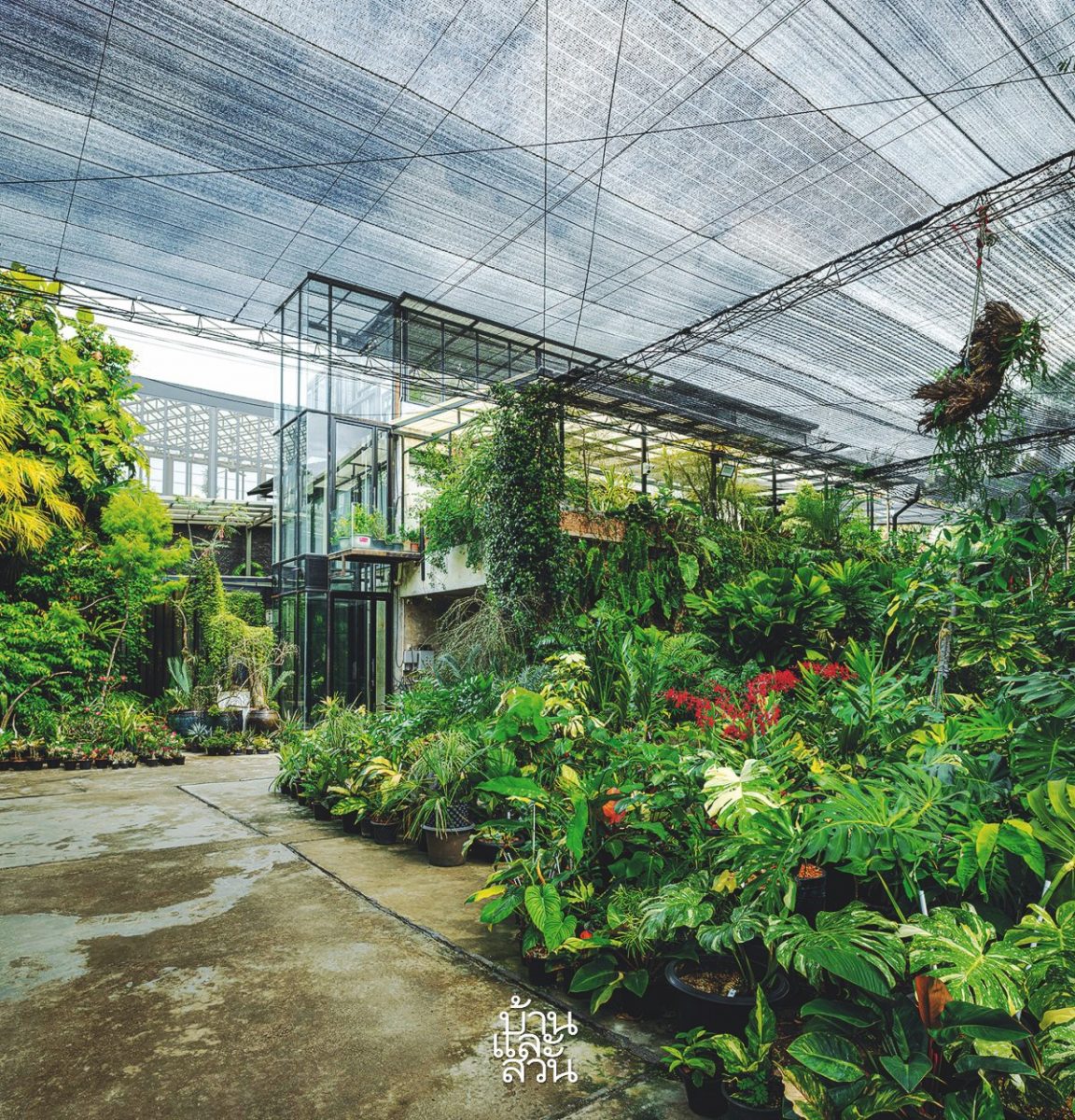 greenhouse-plant-collector