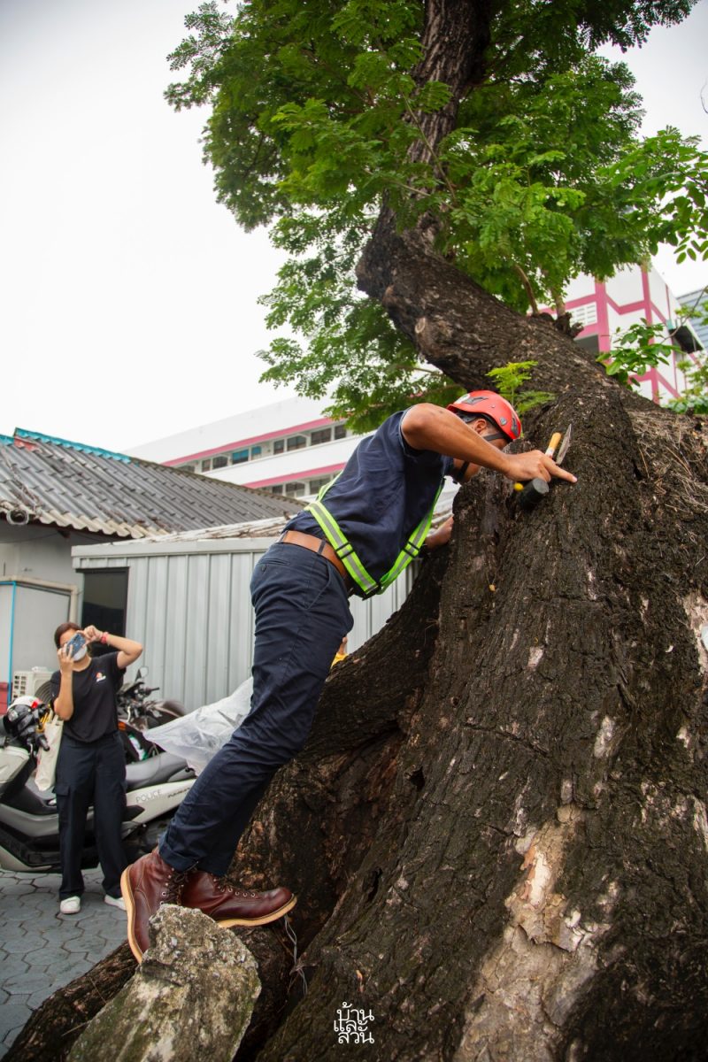 ตรวจสุขภาพต้นไม้