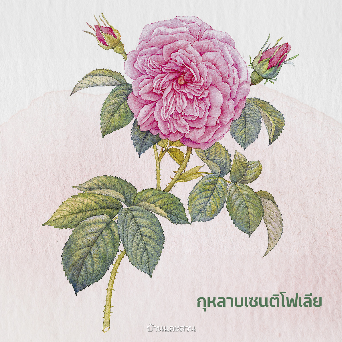 ภาษาดอกไม้