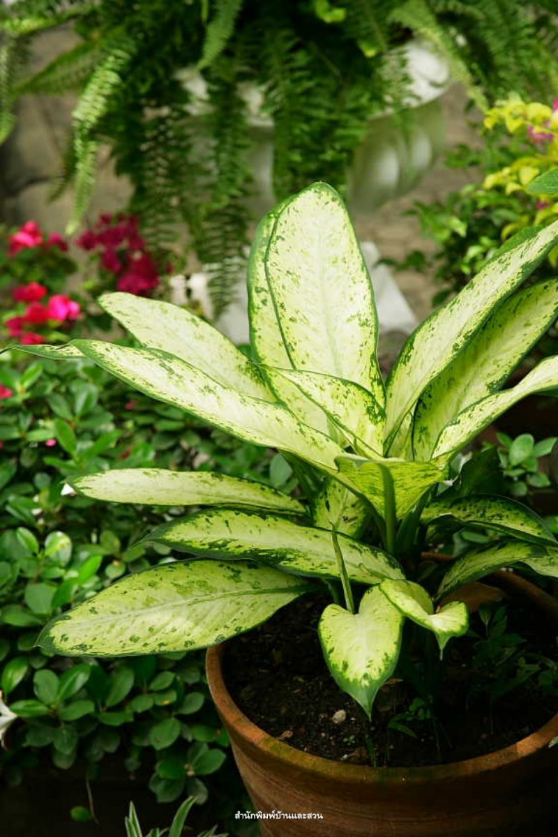 สกุลดิฟเฟนบาเกีย (Dieffenbachia)