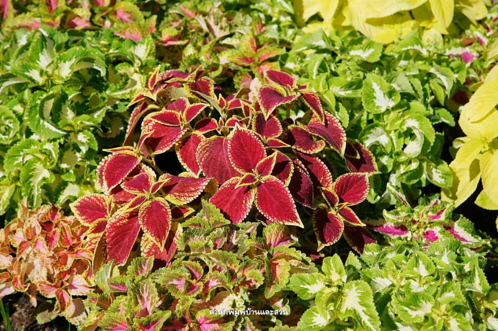 สกุลโคลีอุส (Coleus)