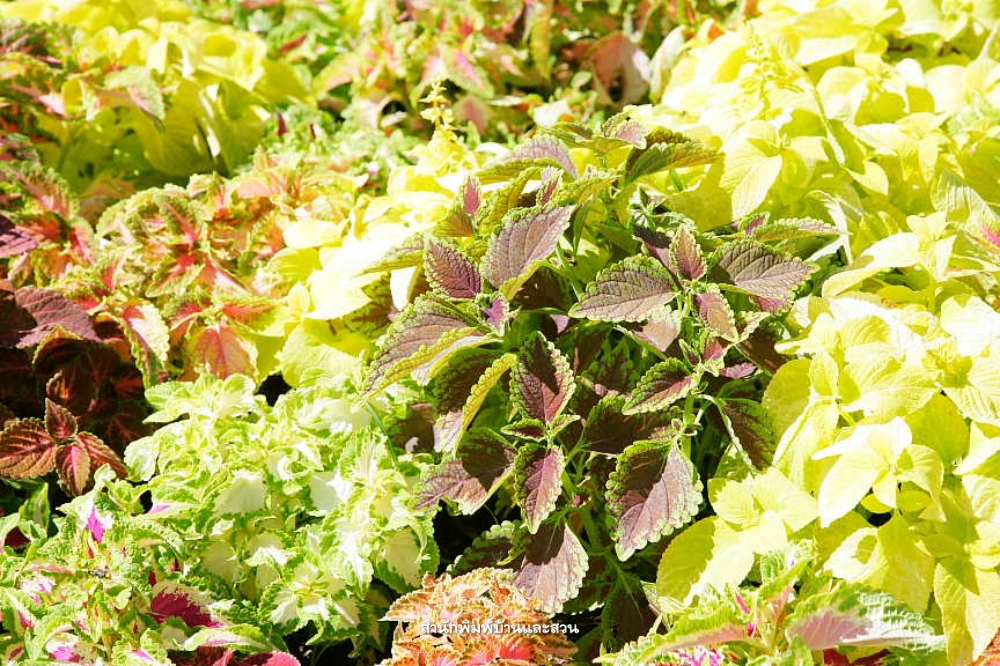 สกุลโคลีอุส (Coleus)