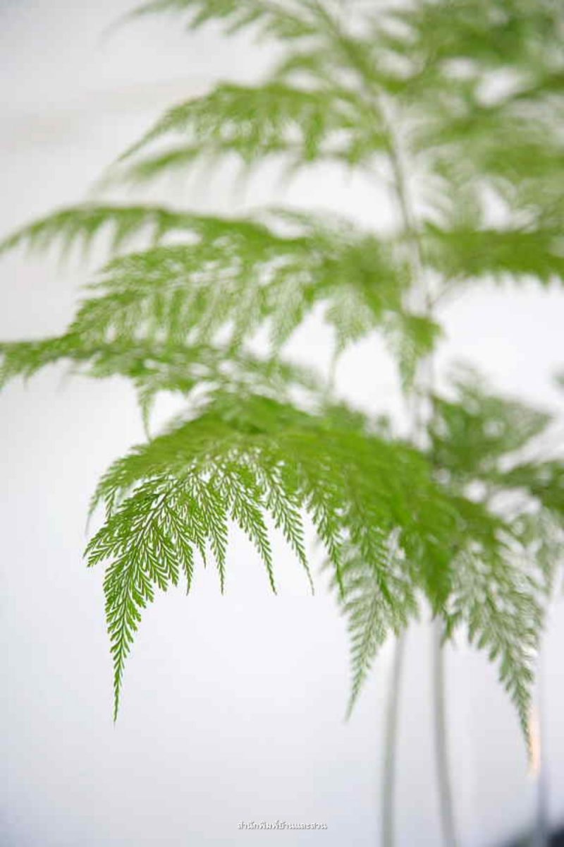 เฟิน (Fern)