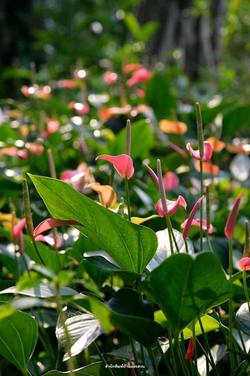 สกุลแอนทูเรียม (Anthurium) 