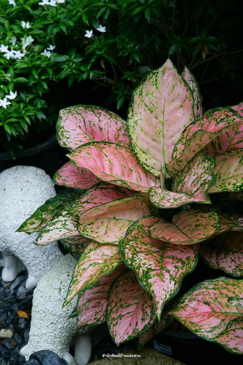 สกุลอโกลนีมา (Aglaonema)  