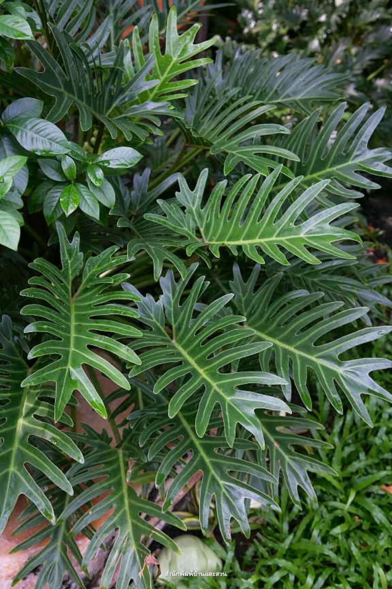 สกุลฟิโลเดนดรอน (Philodendron)