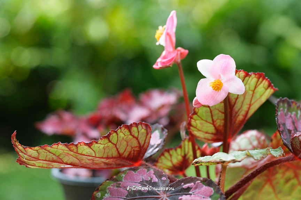 สกุลบีโกเนีย (Begonia)