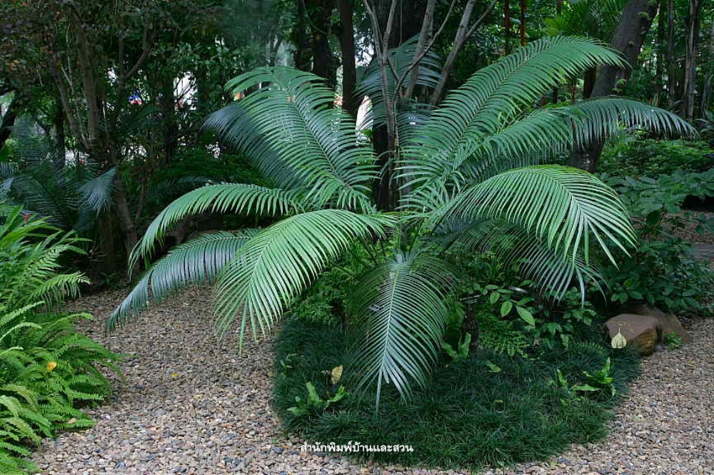 สกุลไซคัส (Cycas)