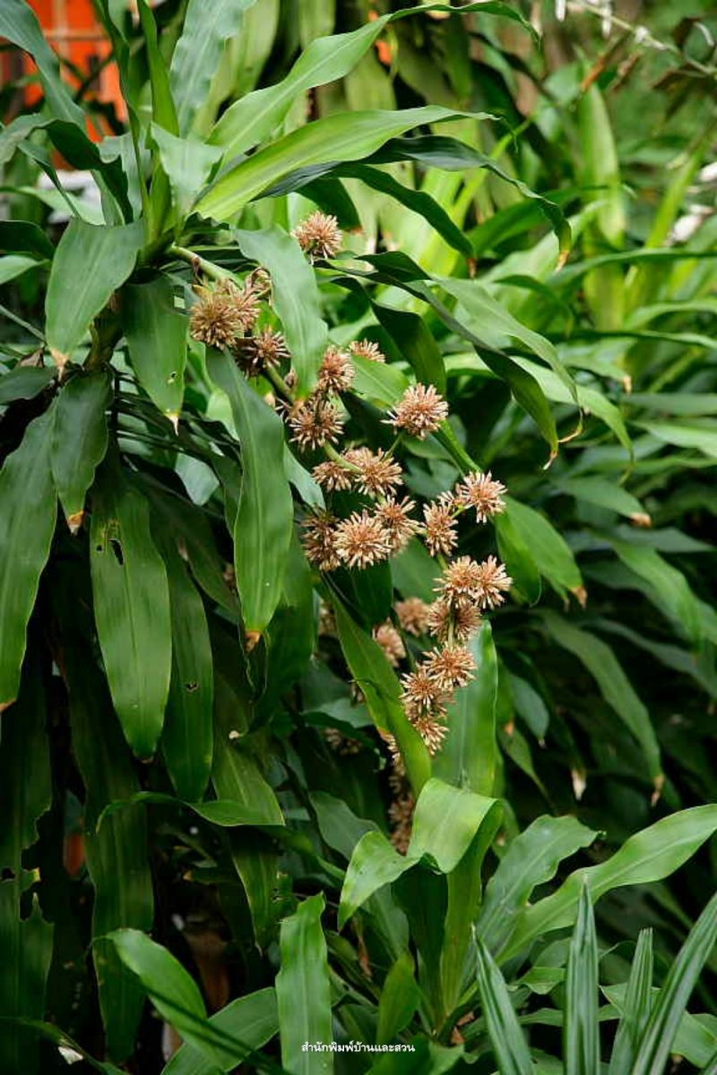 สกุลวาสนา (Dracaena)