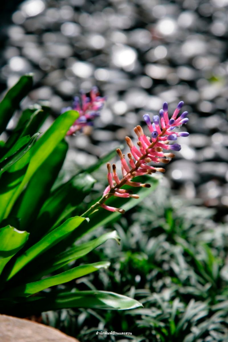 สกุลเอคเมีย (Aechmea)