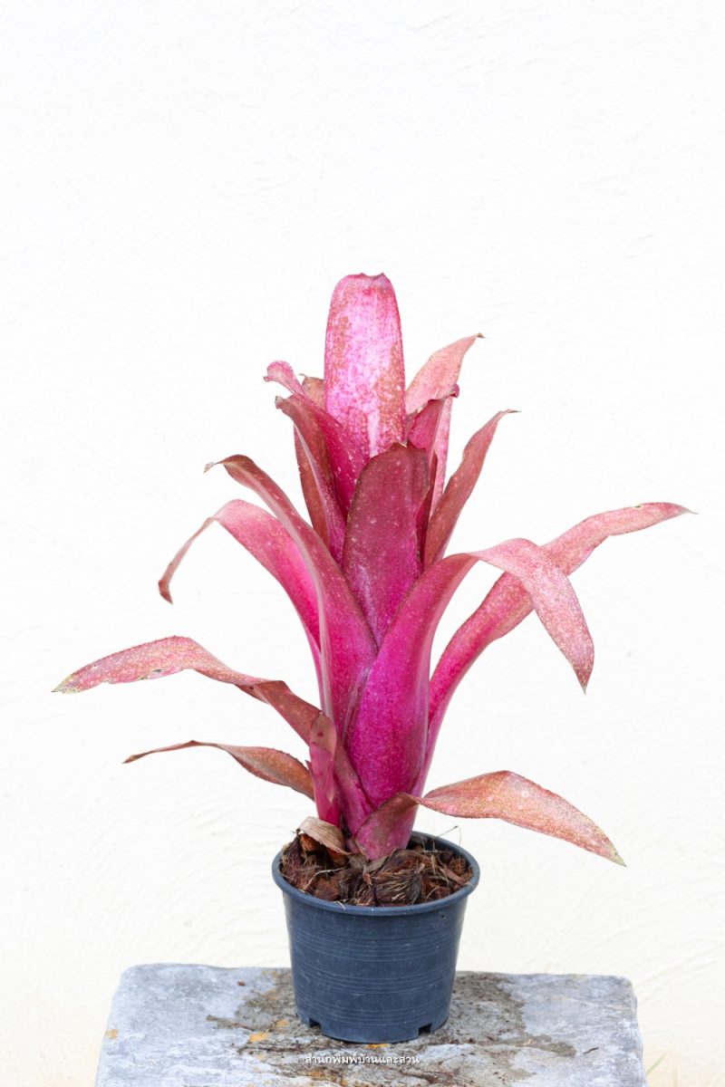 สกุลบิลเบอร์เกีย (Billbergia)