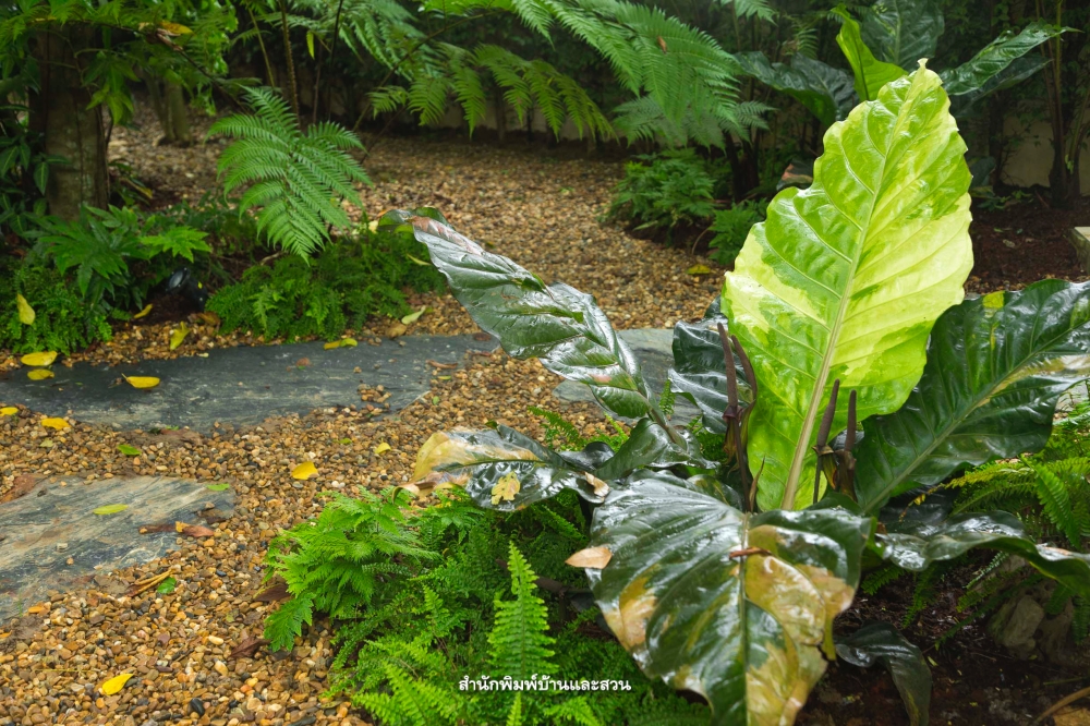 สกุลแอนทูเรียม (Anthurium)