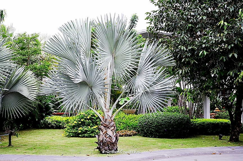 วงศ์ปาล์ม (Arecaceae)