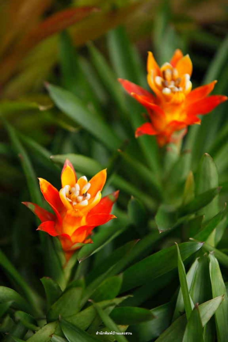 สกุลกุซมาเนีย (Guzmania)    