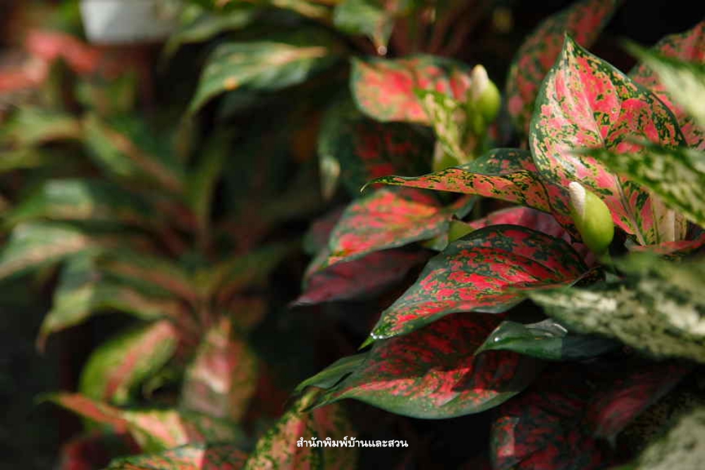 สกุลอโกลนีมา (Aglaonema)