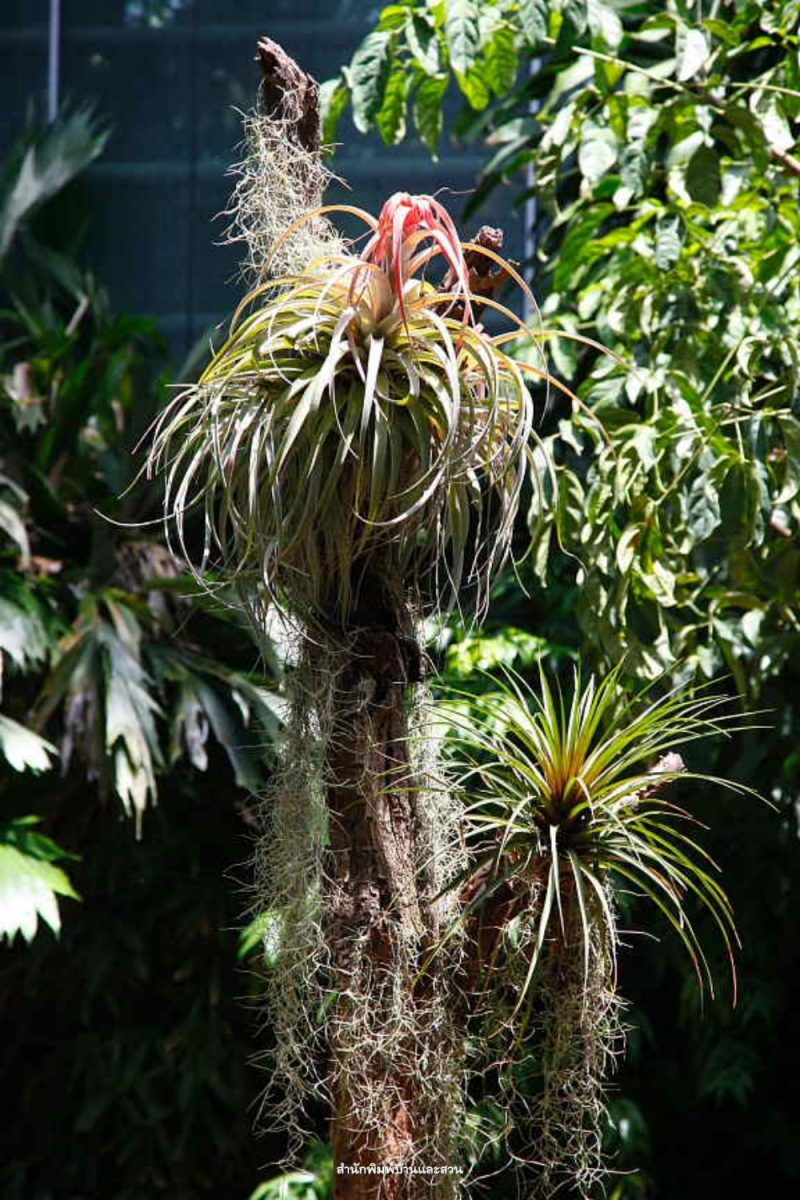 สกุลทิลแอนด์เซีย (Tillandsia)