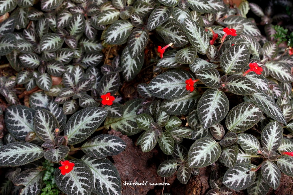 สกุลพรมกำมะหยี่ (Episcia)