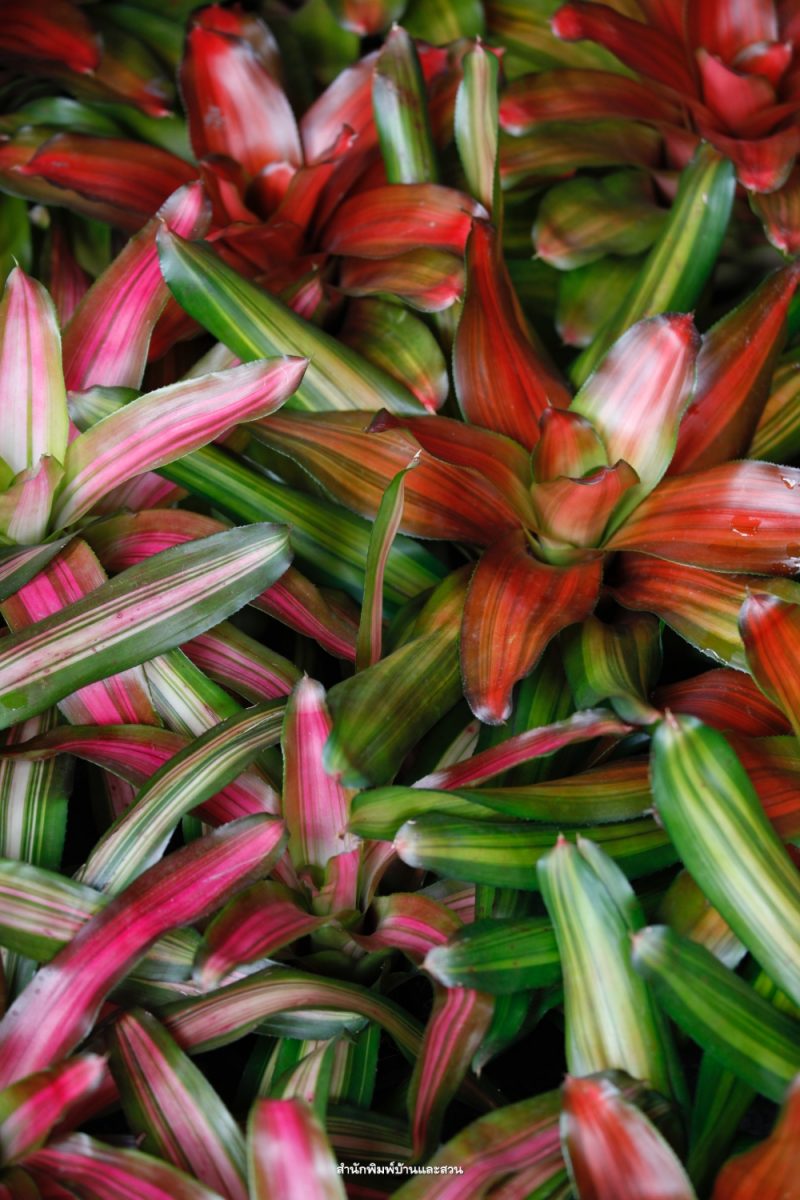 สกุลนีโอรีจีเลีย (Neoregelia)